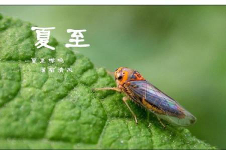 夏至：品味夏日，感受阳光与自然