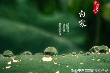 白露节气：秋意渐浓，养生护体正当时